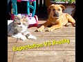 What I Thought Owning A Puppy Would Be Like...