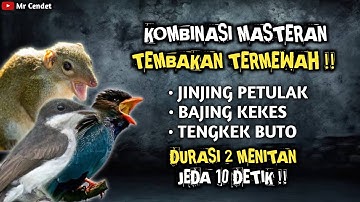 KOMBINASI MASTERAN TEMBAKAN TERMEWAH || JINJING PETULAK, BAJING KEKES DAN TENGKEK BUTO !!
