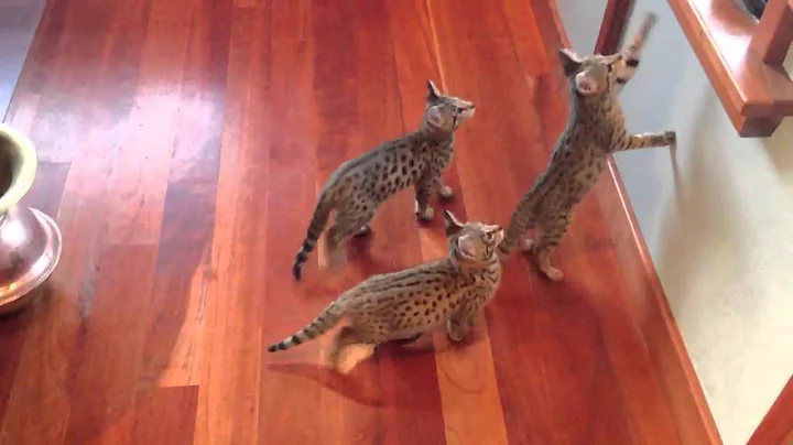 Watch the video about 8wks F2 Savannah Kittens playing