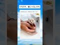 この動画について、ぜひコメント欄で皆さんのご意見を聞かせてください。#pets #shorts #おすすめ #赤ちゃん