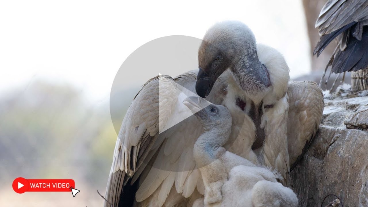 Vultures may not be “pretty”, but they play a vital role in reducing