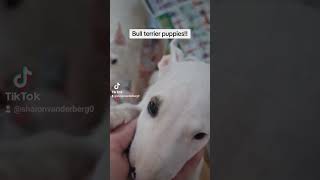 9 Week Old Mini Bull Terriers Available