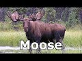 Moose Sounds Moose Pictures The Sound A Moose Makes