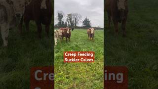 Creep feeding suckler calves. Yes or No? #farming #cattle #ireland