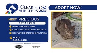 Clear the Shelters: Prescious