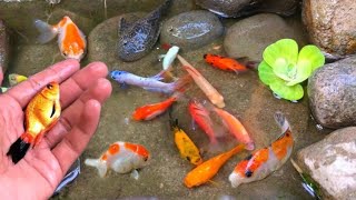 catch colorful ornamental fish, betta fish, koi fish, channa, manfish, catfish,guppy,molly,turtles