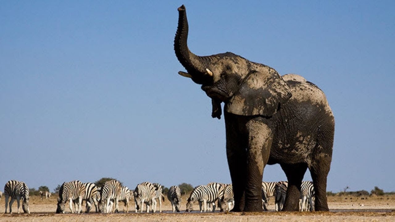 Сколько слонов в мире. Слоны. Африканский слон. Гигантский слон. Самый большой слон.
