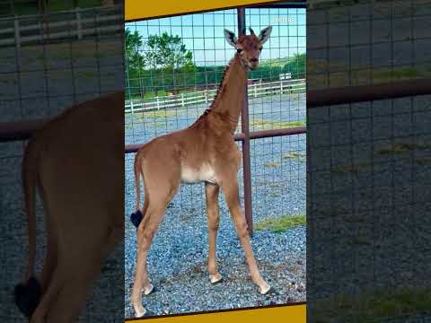 Nace una rara jirafa sin manchas en Tennessee.