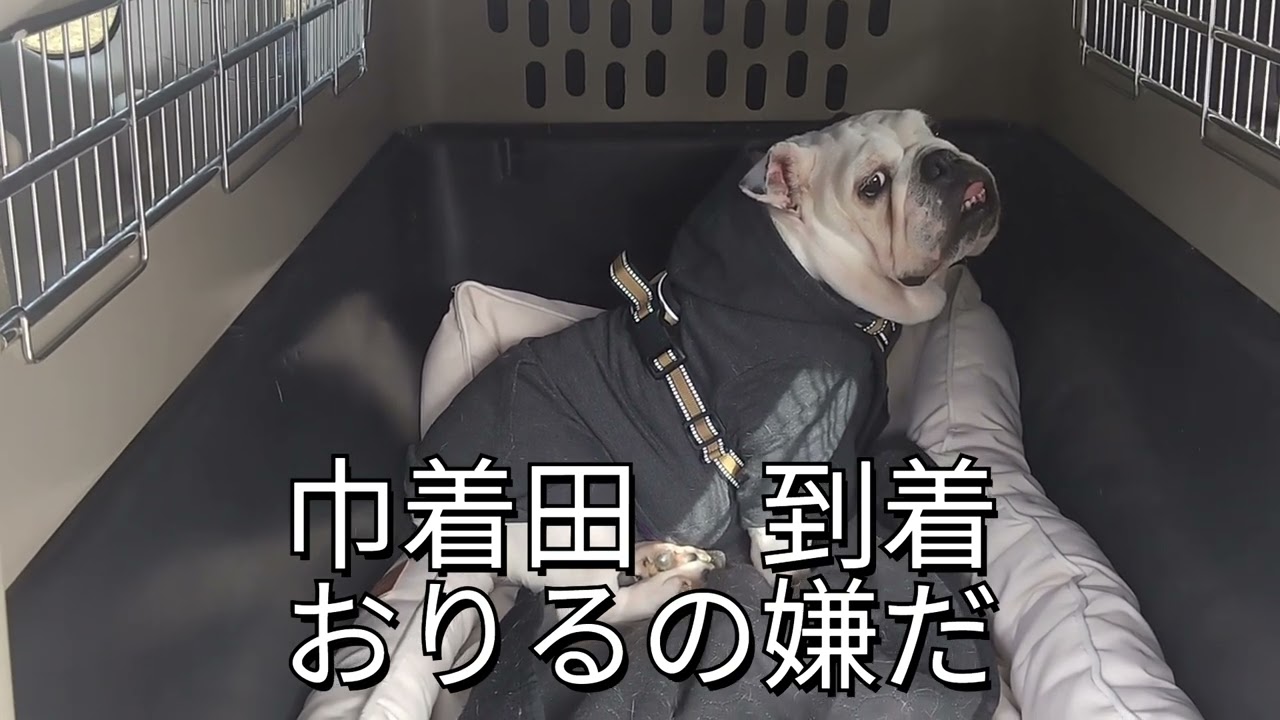 【kuuの戦い】あさ・巾着田・覚醒モード