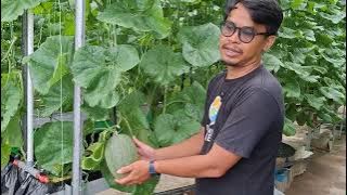 Melon Hidroponik Pontianak