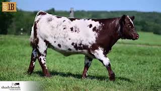 Lot 1B