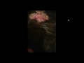bigfoot baby