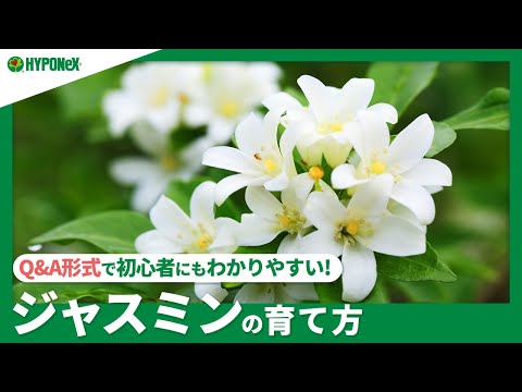 ジャスミン栽培のよくある質問10選|私が実践した解決法をすべて紹介