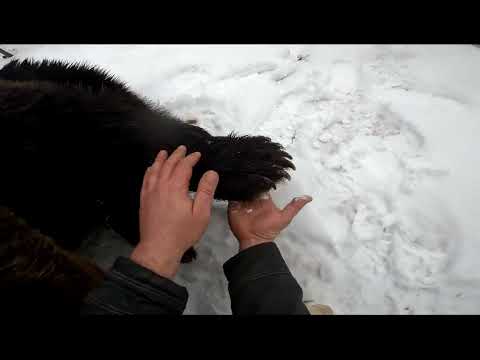 Лечим пятки медведю Мансуру