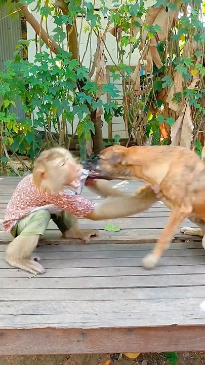 SokYaa Wrestles With Tiger Friend - Comedy Gold Animal Moment