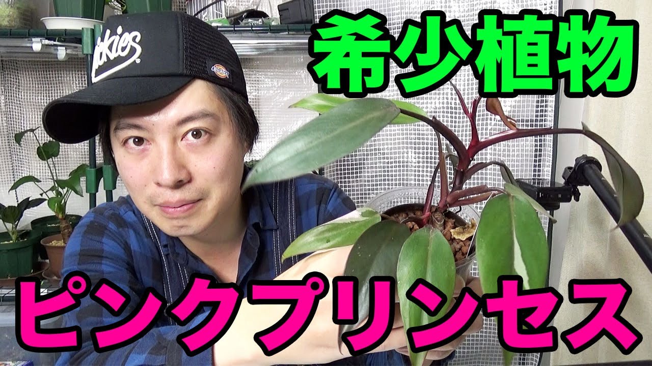 希少植物 フィロデンドロン ピンクプリンセスが家にやってきた 観葉植物 Youtube