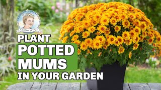 How to Plant Hardy Potted Mums as Year-Round Perennials by Melissa - Empress of Dirt 5,331 views 5 years ago 38 seconds
