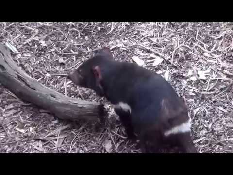 Video: Tasmānijas velns, dzīvnieks: apraksts, izplatīšana, dzīvesveids