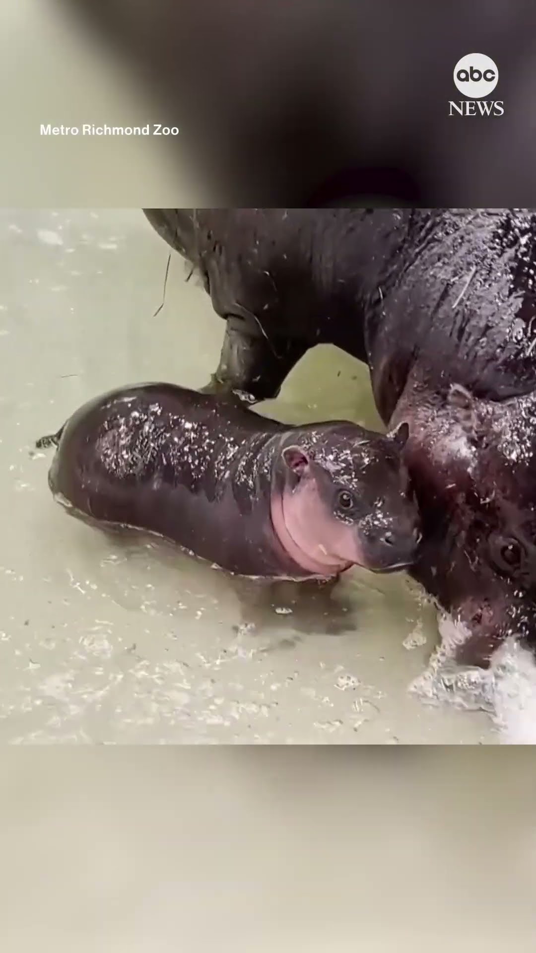 Pygmy hippo calf experiences water for the first time