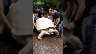 Shocking Animal Transformations