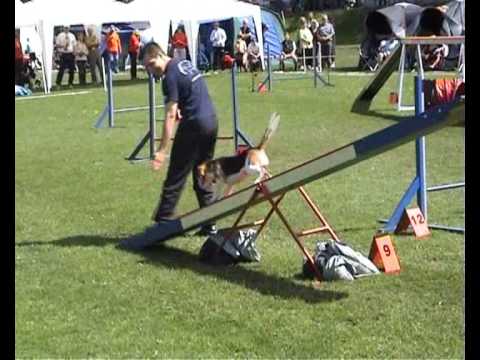 Agility Beagle Amy in Brsewitz