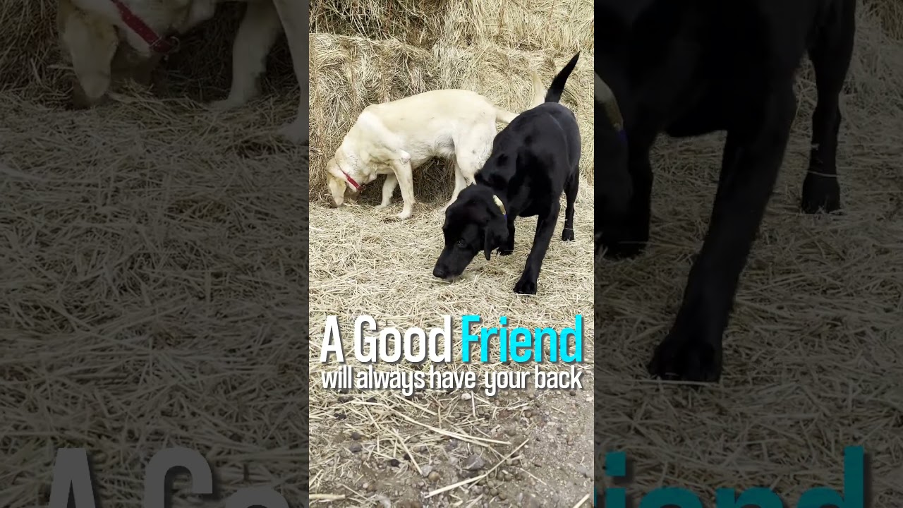 Meet Copper & Doorstop, 