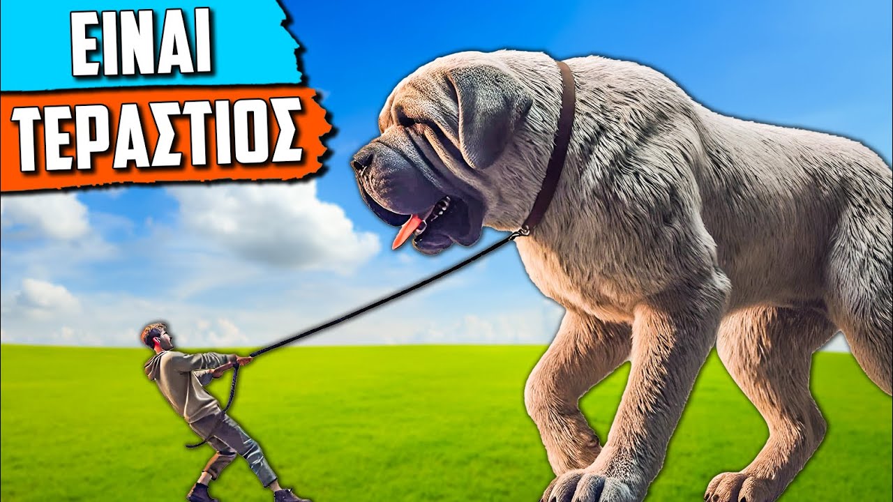 Ο Μεγαλύτερος Σκύλος Στον Κόσμο