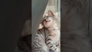 Cat Sleeps in Hammock