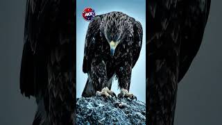 The Eagle's Painful Rebirth | A Lesson in Transformation and Success