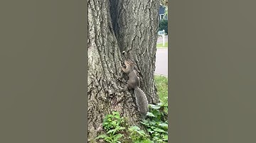 Cute squirrel climbing up a tree￼￼