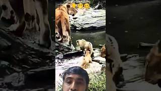 Download Lagu new site video Dik video Dik 👆👍👆👍🥰👍😊😊👍👆mom #wildlife MP3