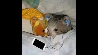 Download lagu 7 Weeks and 3 Days - Perfect Luigi