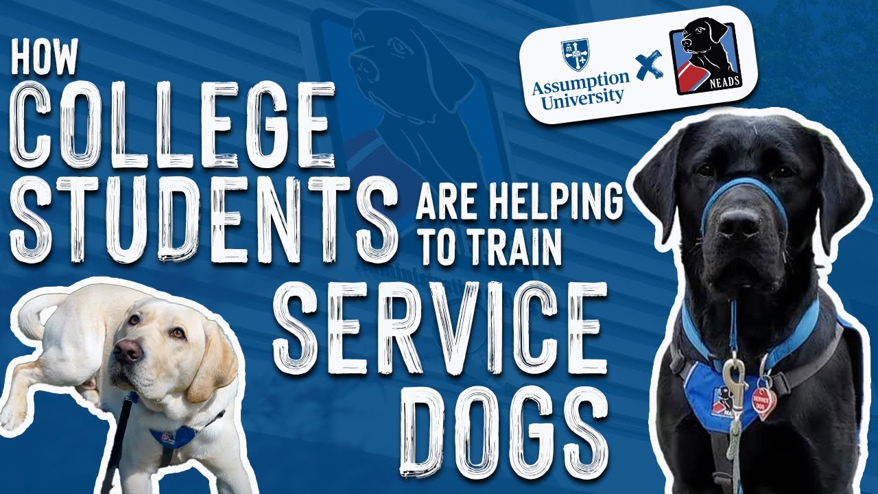 Assumption Students Help Train Service Dogs | Assumption University