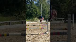 5 years old by Caballero x Chacco Blue #youngsterhorse#jumping#equestrian