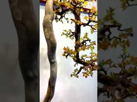Video Canh Châu bonsai dáng Văn Nhân #Shorts - youtube