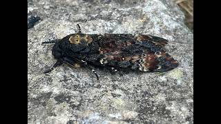 Death's Head Hawkmoth, Lincolnshire, 25/8/26