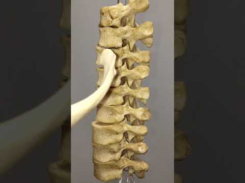 Video: Welke ribben worden ook wel vertebrochondraal genoemd?