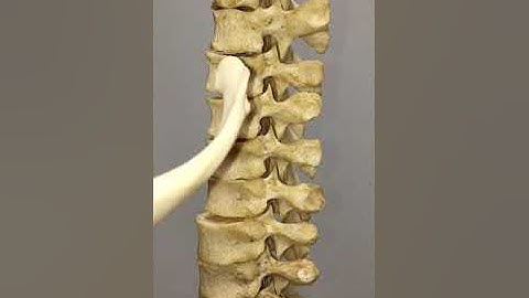 How does a rib articulate with thoracic vertebrae?