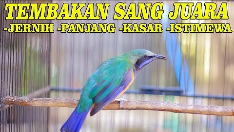 cucak cungkok istimewa full tembakan kasaran panjang