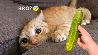 Don't try to hold back Laughter 😂 - Funniest Cats 😹 - Pets SGlobals by Pets SGlobal  51 views 1 year ago 3 minutes, 59 seconds