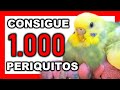 ¿QUIERES CRIAR PERIQUITOS? 😱 CRIA PERIQUITOS muy FÁCIL con estos TRUCOS | CRIA DE PERIQUITOS