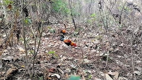 ต่อไก่ป่า(เจ้าดีดิ)​เข้าดีมาก_cuab qaib qus  [ Hmong ]​ 2022