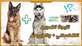 نتيجة تهجين كلب الهاسكي السيبيري + مع الجيرمن شيبرد || German Shepherd +  Seberian Husky