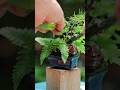 松ぼっくり豆盆栽のシダ大量剪定 #bonsai #plants #shorts