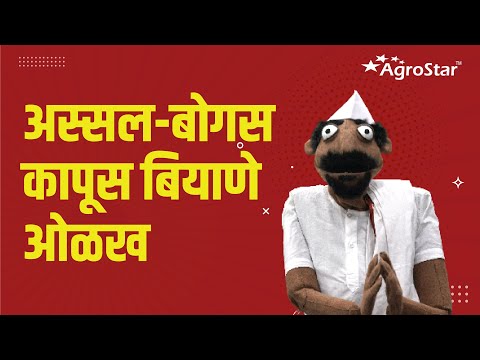 EP-03 ||चांगल्या आणि वाईट कापूस बियाण्यातील फरक जाणून घ्या, नुकसान टाळा||Good&bad cotton seed - EP-03 ||चांगल्या आणि वाईट कापूस बियाण्यातील फरक जाणून घ्या, नुकसान टाळा||Good&bad cotton seed