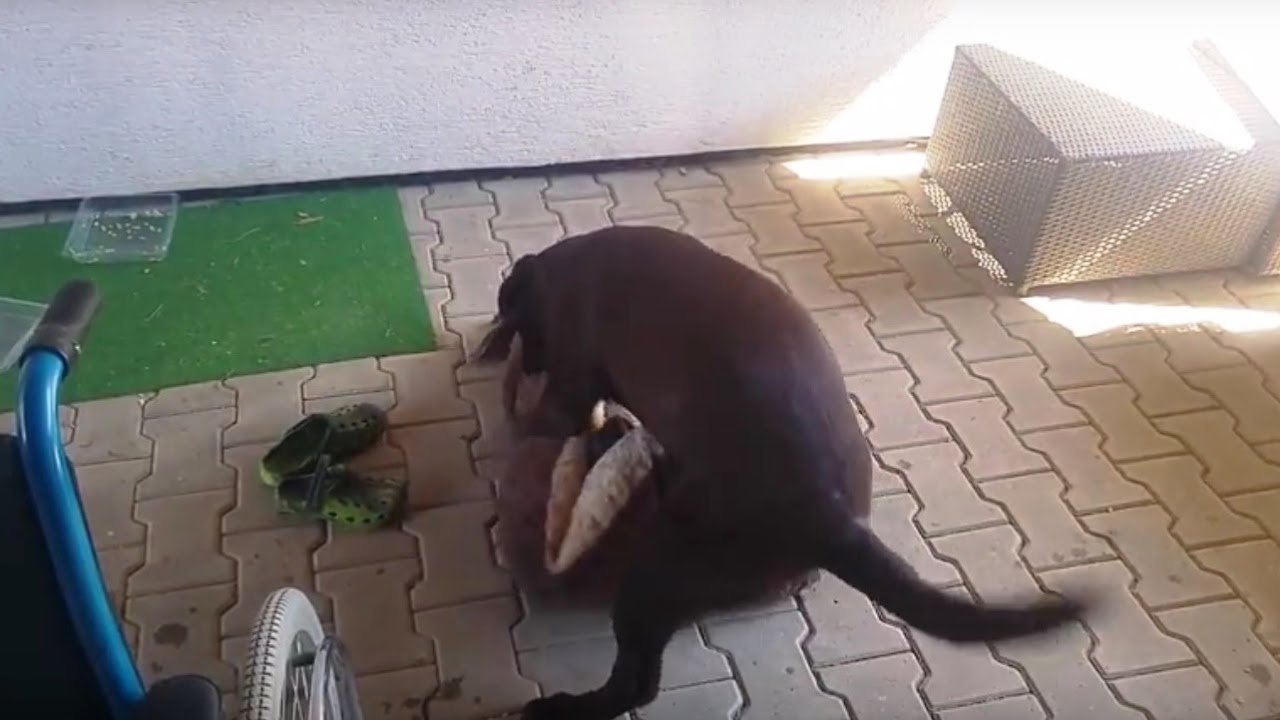 Cute young Labrador girl fell in love with her bed , mating YouTube
