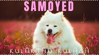 Evde ve Apartmanda Bakılabilecek Zeki Köpek Cinsi Samoyed #KÖPEK #SAMOYED #EVDEBAKILACAKKÖPEKLER