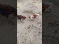 مضاربة ديكه الجزء الأول مضاربة ديكه الجزء الأول