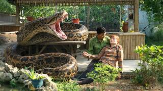 72 Hours of Terror 😱 Giant Python Attacks — Man Risks His Life to Save Unconscious Girl!