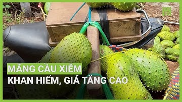 Mãng cầu xiêm khan hiếm, giá tăng cao | VTC16